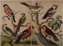 Schreiber Pestvogel, Beflijster, Goudvink en Appelvink