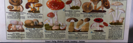 Verdachte en giftige paddenstoelen