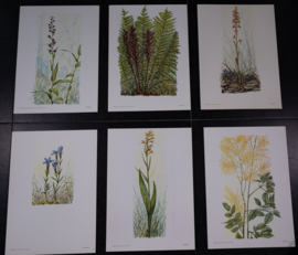 6  Plaatjes Botanisch