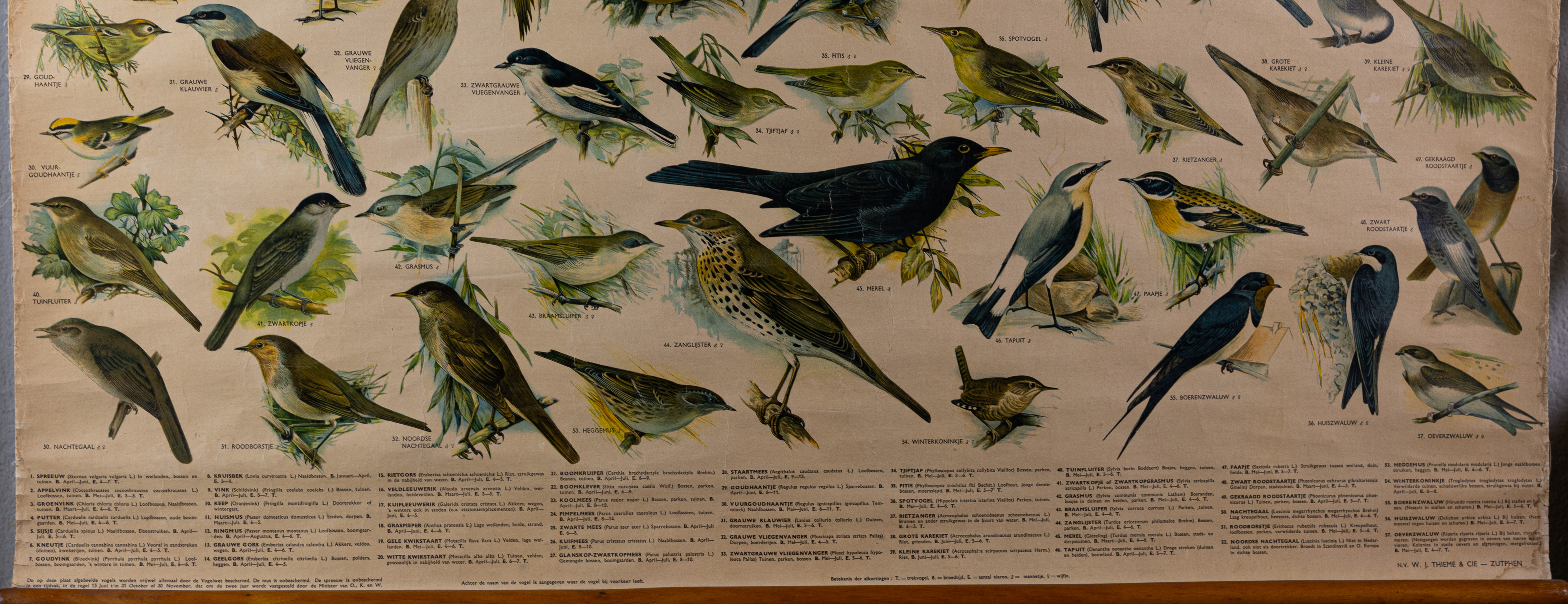 Zangvogels