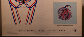 Bloedsomloop