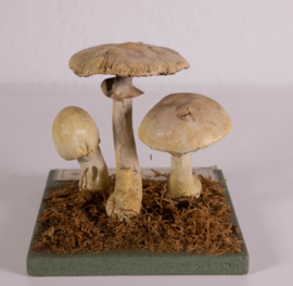 Agaricus Silvicola Vittadini