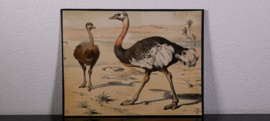 Struisvogel