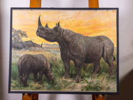 Neushoorn