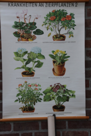 Ziekten aan sierplanten