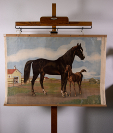 Paard en veulen