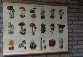 Paddestoelen II