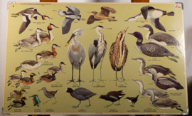 Watervogels