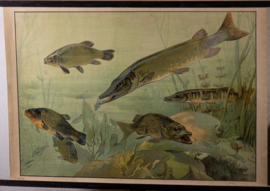 Snoek en karper