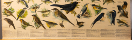 Zangvogels