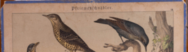 Schreiber Pestvogel, Beflijster