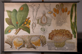 Bladschimmels