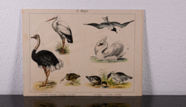 Schreiber Ooievaar en Zwaan