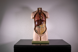 Torso Somso €500