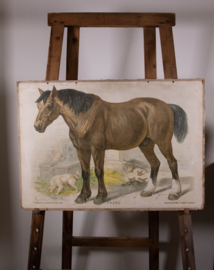 Paard