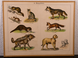 Schreiber Hond Vos Wolf