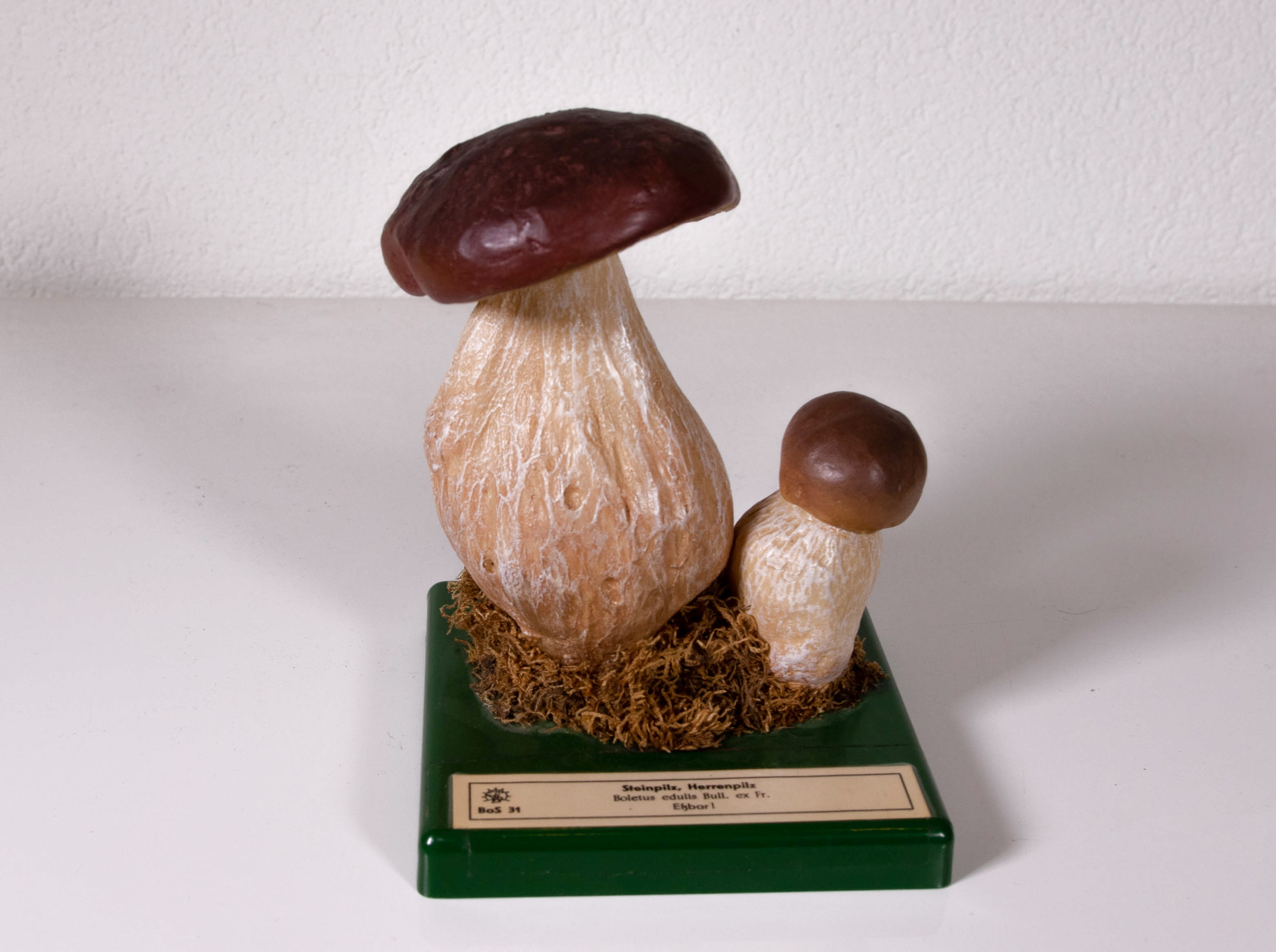 Boletus Edulis Bull