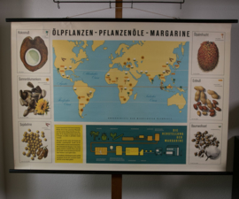 Olierijke planten