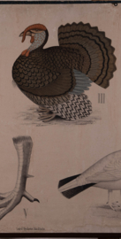 Duif Kalkoen