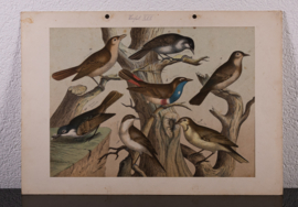 Schreiber Nachtegaal, Blauwborst, Winterkoninkje en Goudhaantje