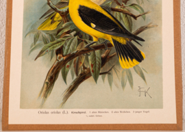 Wielewaal
