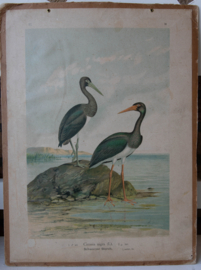 Zwarte Ooievaar