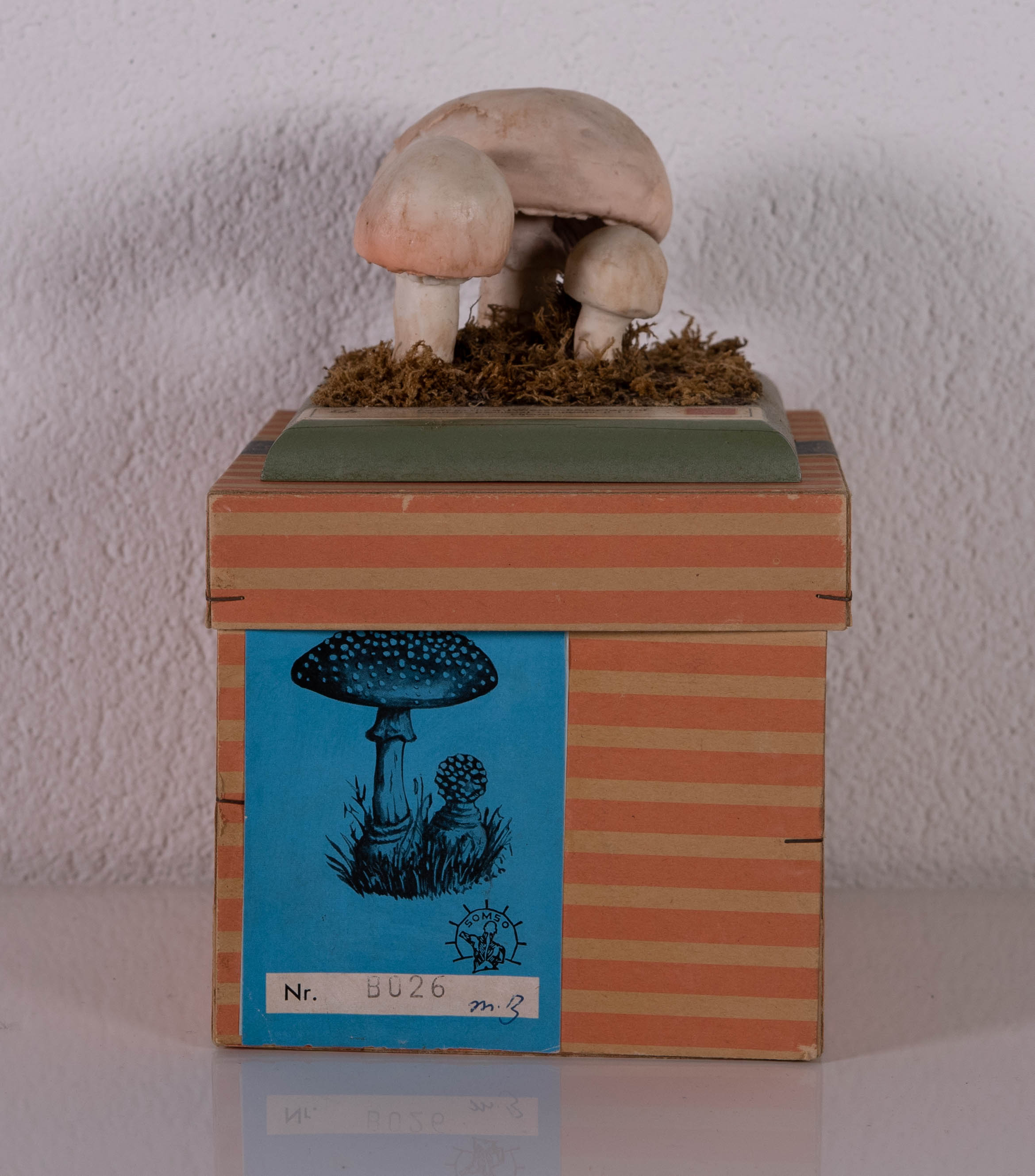 Agaricus (Psalliota) Compester