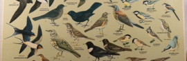 Zangvogels 1