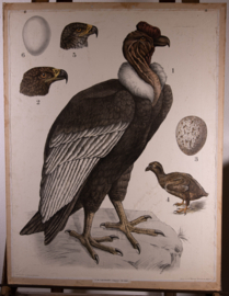 Condor