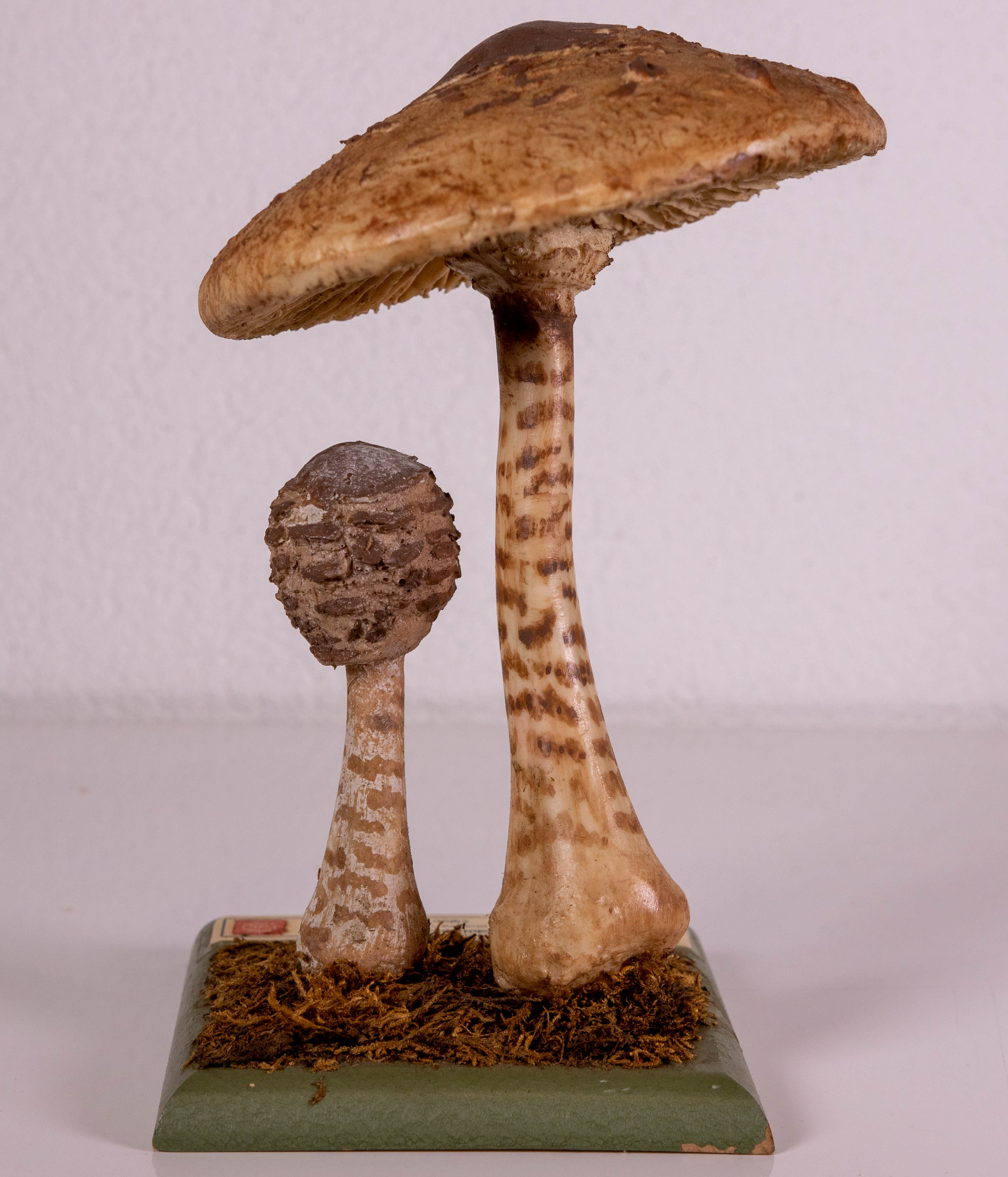 Macrolepiota Procera