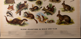 Kleine zoogdieren