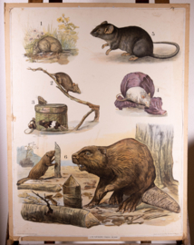 Muis rat bever