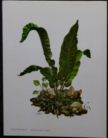 4 Schoolplaatjes    Botanisch  3
