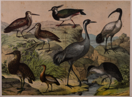 Schreiber Ooievaar, Flaming, Kraanvogel en Ibis