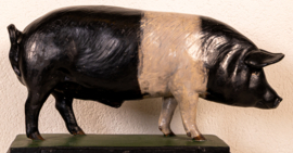 Varken  Britisch Saddleback