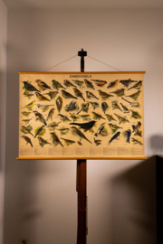 Zangvogels