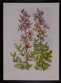 6 plaatjes Botanisch