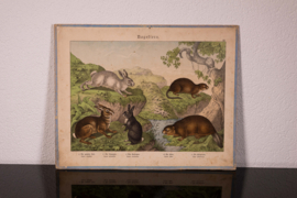 Schreiber  Haas Konijn