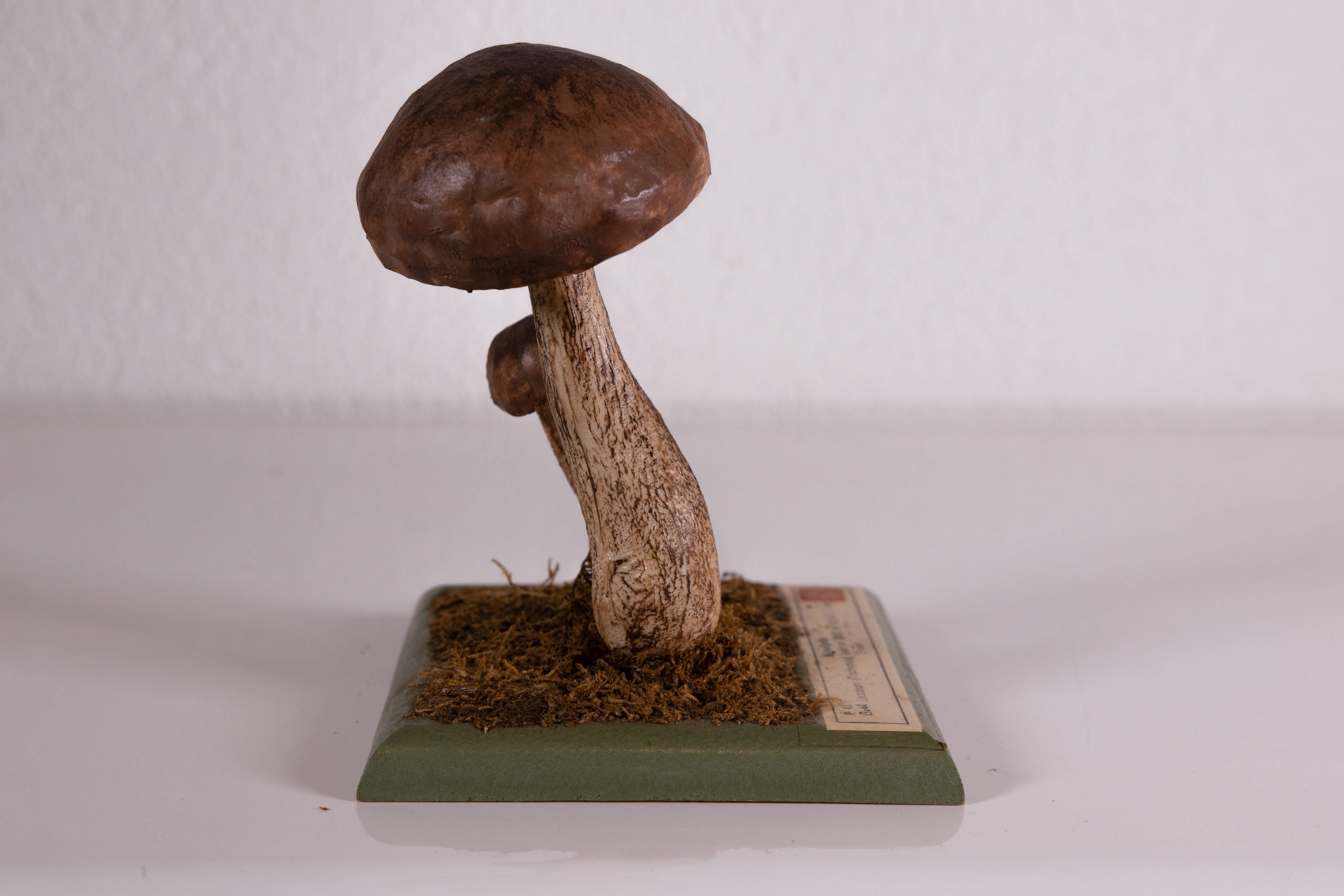 Leccinum Trachypus Scabrum