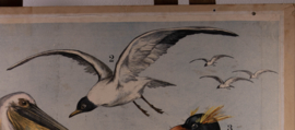 Pelikaan pinguin kokmeeuw