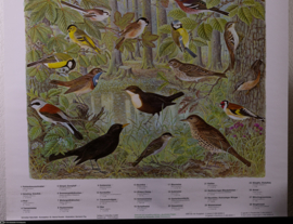 Zangvogels oa Wielewaal en Goudvink