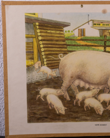 Varkens