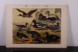 Schreiber Eend, Gans, Pinguin en Fuut