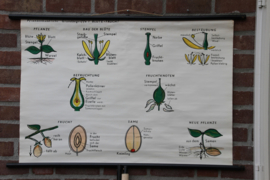 Van plant tot vrucht