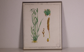 Botanisch  5