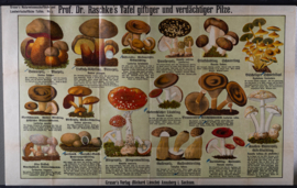 Verdachte en giftige paddenstoelen