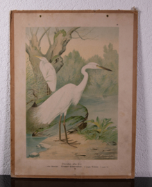 Grote Zilverreiger