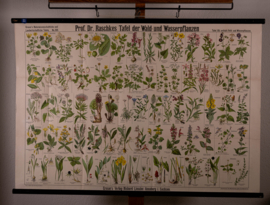 Bos en waterplanten planten