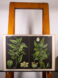 Kapselfruchtige Jute