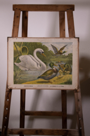 Eend en zwaan